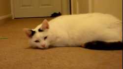 Cats - 2010-01 - 00011