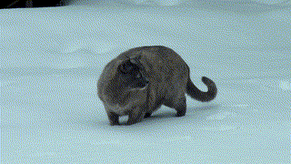 Cats - 2010-01 - 00017