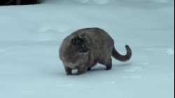 Cats - 2010-01 - 00017