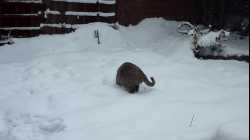 Cats - 2010-01 - 00018