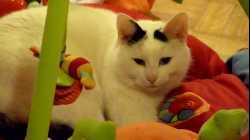 Cats - 2010-01 - 00022