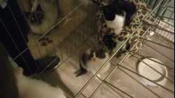 Cats - 2017-11 - 2017-11-12 19.09.51