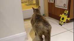 Cats - 2017-11 - 2017-11-16 22.13.07