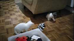 Cats - 2017-11 - 2017-11-28 21.07.52