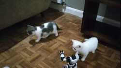 Cats - 2017-11 - 2017-11-28 21.08.16