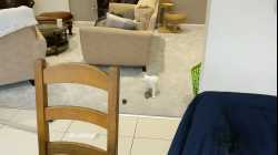 Cats - 2018-01 - 2018-01-20 11.29.49