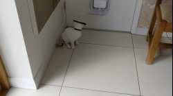 Cats - 2018-02 - 2018-02-21 14.30.29