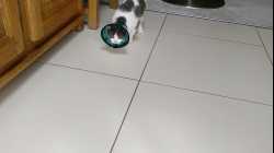 Cats - 2018-02 - 2018-02-21 14.31.10