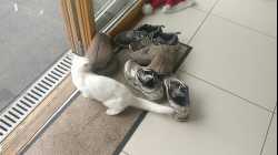 Cats - 2018-03 - 2018-03-03 16.23.30