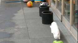 Cats - 2018-03 - 2018-03-04 10.17.09