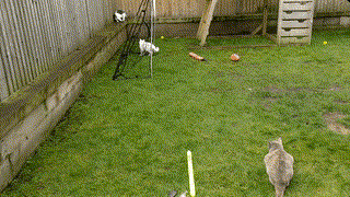 Cats - 2018-03 - 2018-03-04 10.49.17