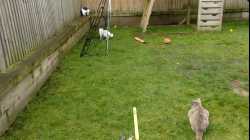 Cats - 2018-03 - 2018-03-04 10.49.17