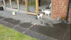 Cats - 2018-03 - 2018-03-04 10.19.22