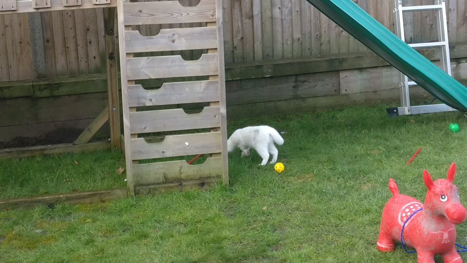 Cats - 2018-03 - 2018-03-04 11.35.04