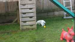 Cats - 2018-03 - 2018-03-04 11.35.04