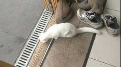 Cats - 2018-03 - 2018-03-03 16.24.21