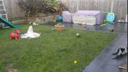 Cats - 2018-03 - 2018-03-04 11.36.06