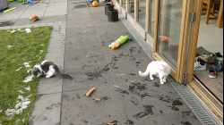 Cats - 2018-03 - 2018-03-03 15.33.19