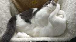 Cats - 2018-05 - 2018-05-03 14.12.59