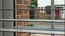 Cats - 2018-05 - 2018-05-29 13.30.36