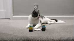 Cats - 2018-09 - 2018-09-18 23.40.16