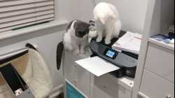Cats - 2018-10 - 2018-10-09 23.43.30