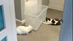 Cats - 2019-01 - 2019-01-20 11.08.32